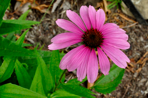 flower in Bartlett Arboretum